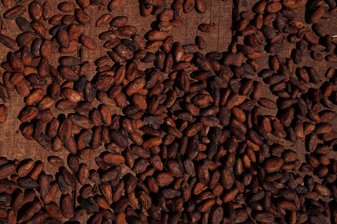 Fermented heirloom cacao beans drying on the farm