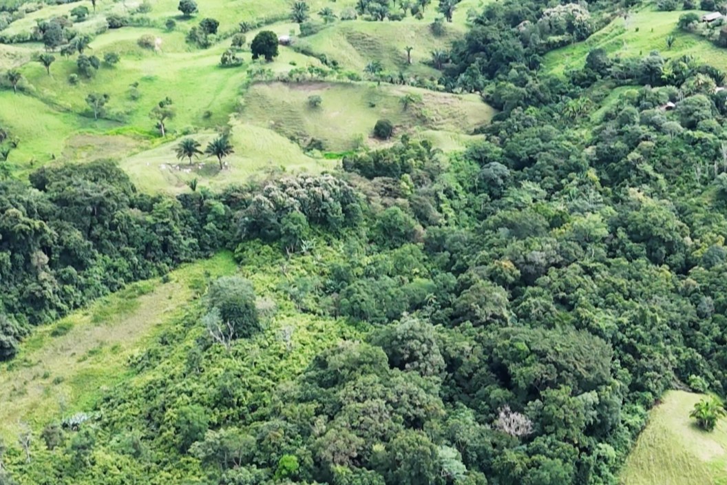 Rainforest and cacao agroforestry seen from above at the farm in Coto Brus