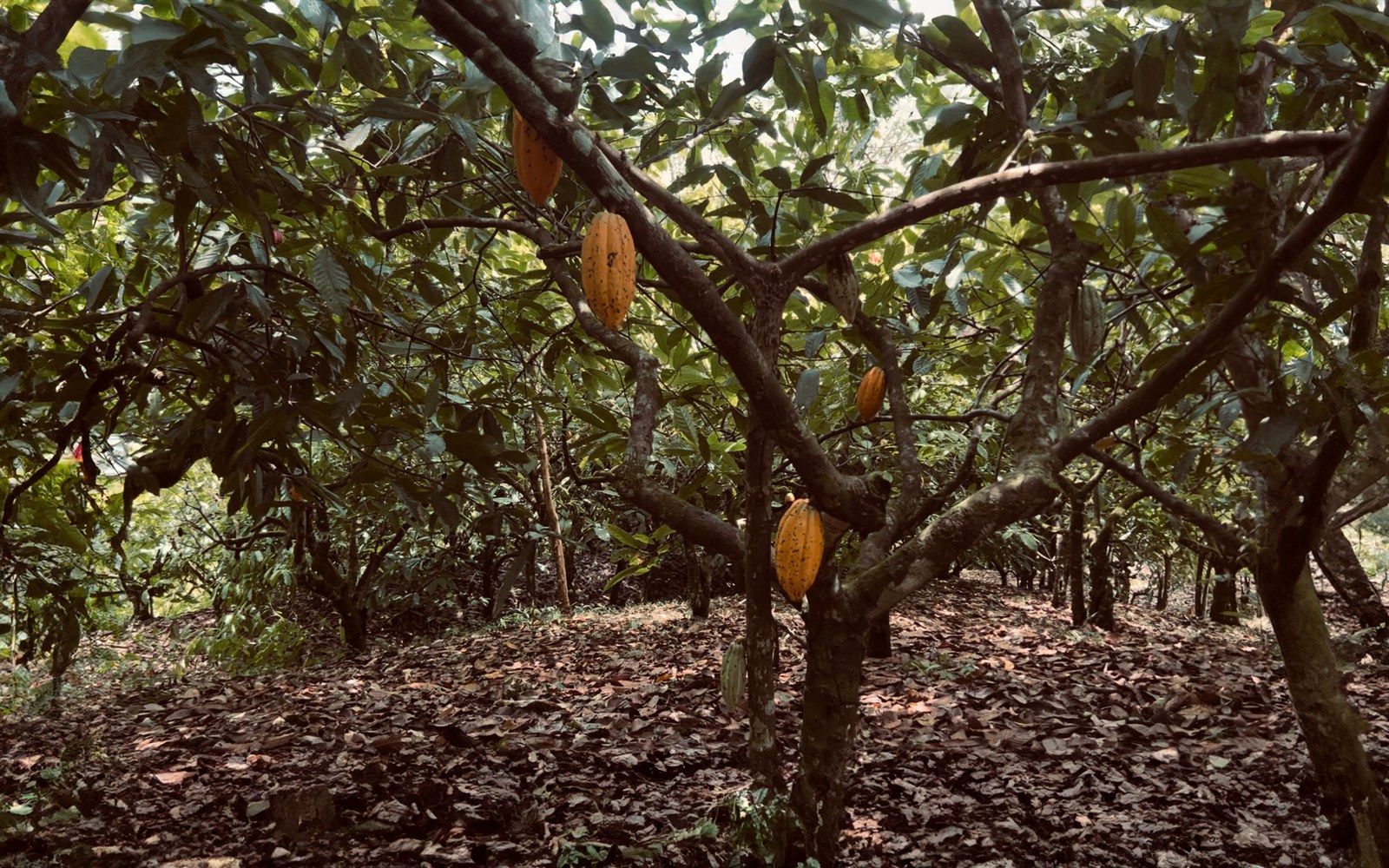 Cacao pods growing on the trunks of trees inside the shaded grove