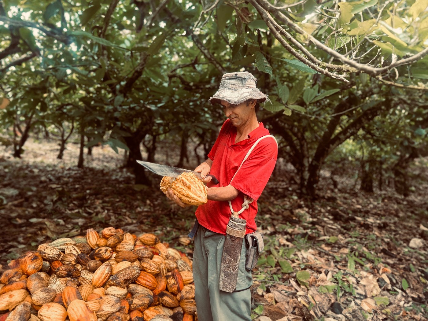 Giovanni opening cacao pods beside a harvest pile in the grove