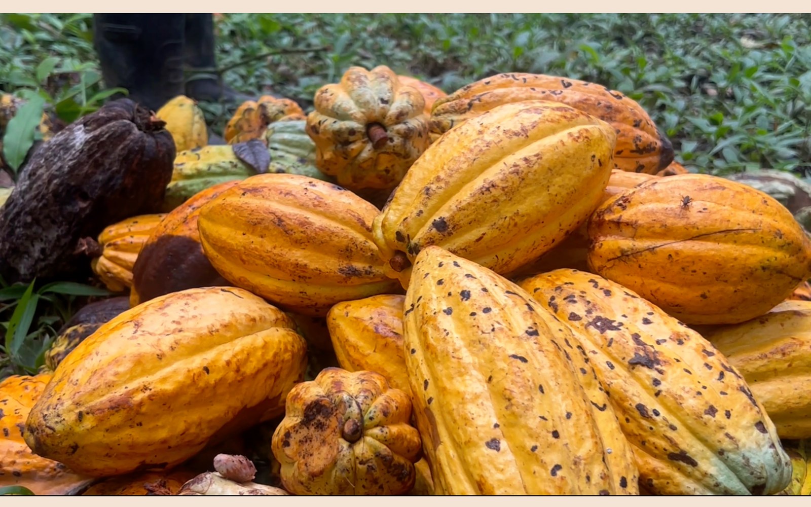 A harvest pile of ripe yellow heirloom cacao pods at the farm